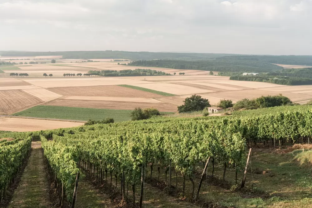 Jordans Untermühle - Region - Weinfelder Hiwwel Touren